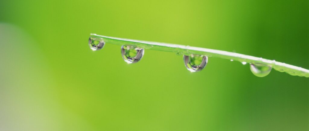 Green leaf with several water droplets clinging to the edge, set against a green background.