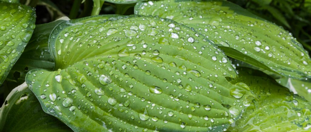 Close-up of lush green hosta leaves adorned with water droplets after rainfall.