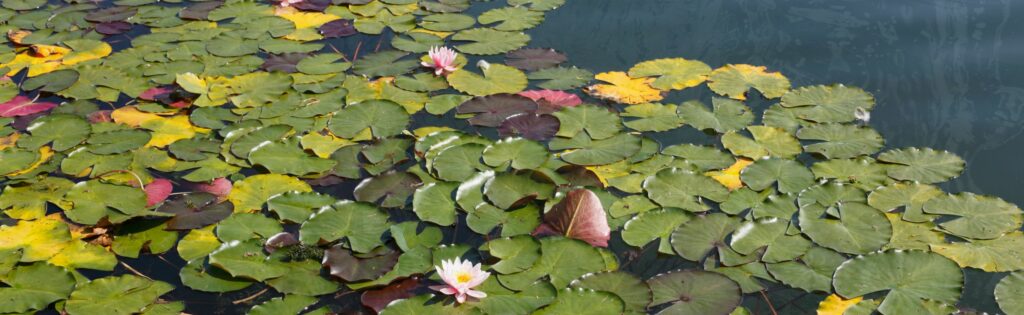 Green lily pads on a calm body of water.