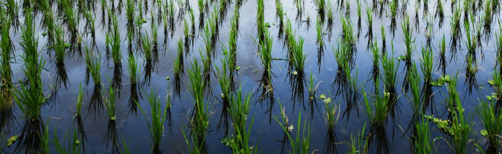 Lush green rice plants stand upright in flooded fields, mirrored by calm water.