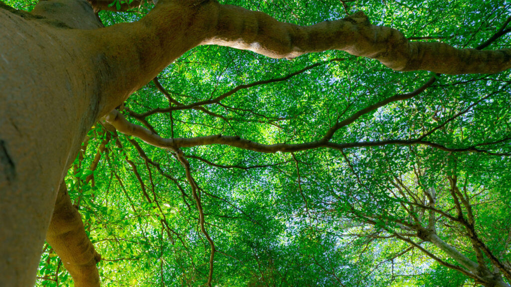 Close-up view of sturdy tree trunk and branches, framed by vibrant green leaves creating a lush canopy overhead.