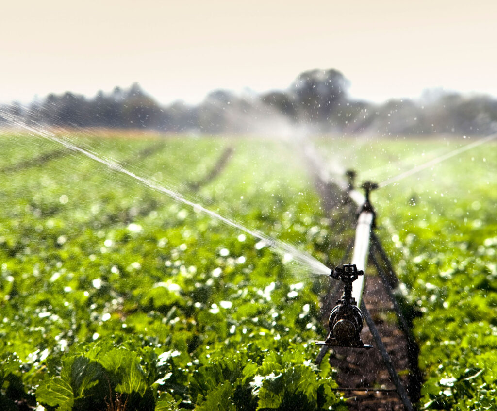 Irrigation system spraying water over lush green vegetable crops in a field.